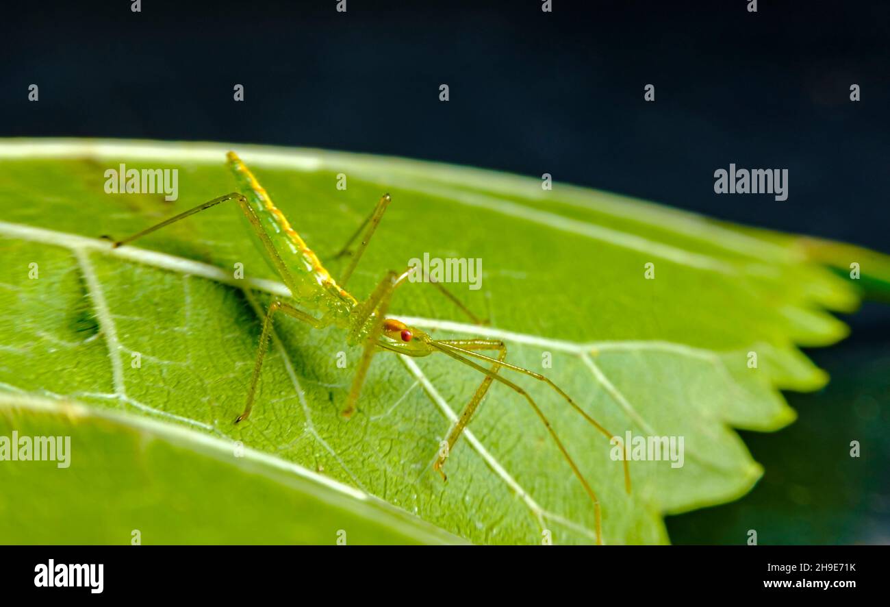 Colorful Green Assassin Bug Resting On Leaf In Natural Habitat Stock Colorful Green Assassin Bug Resting On Leaf In Natural Habitat Stock