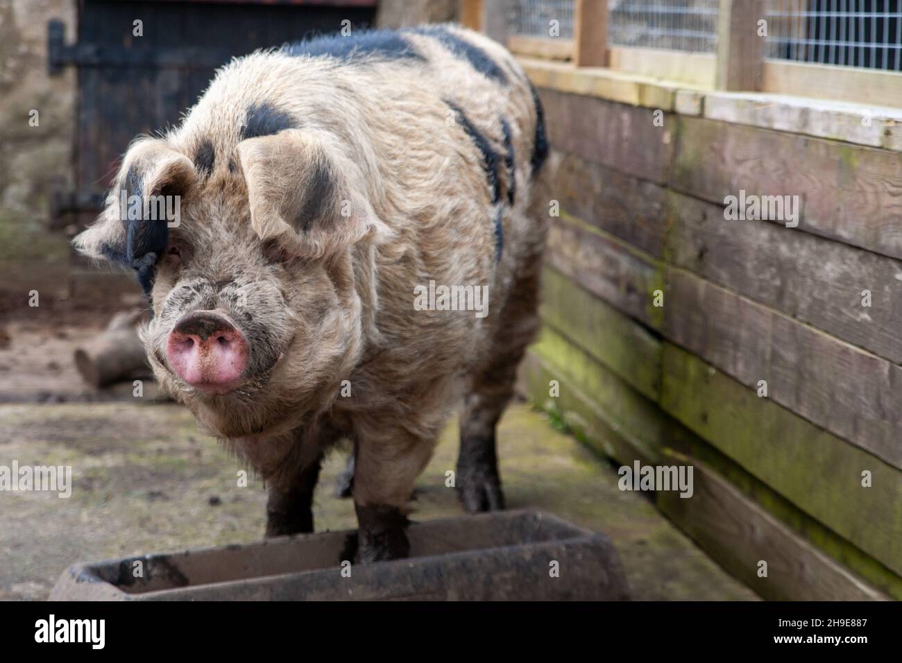 Pigs Are The 4th Most Intelligent Animal Stock Photo - Alamy Pigs Are The 4th Most Intelligent Animal Stock Photo - Alamy