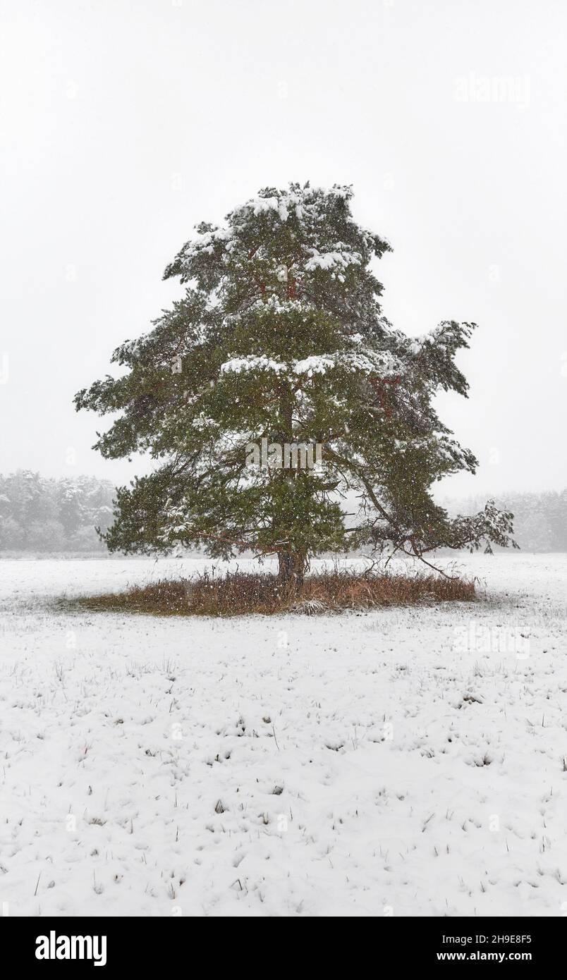Lonely tree on a meadow during heavy snowfall. Stock Photo