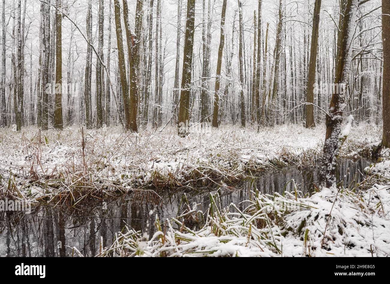 Beautiful stream by forest hi-res stock photography and images - Alamy