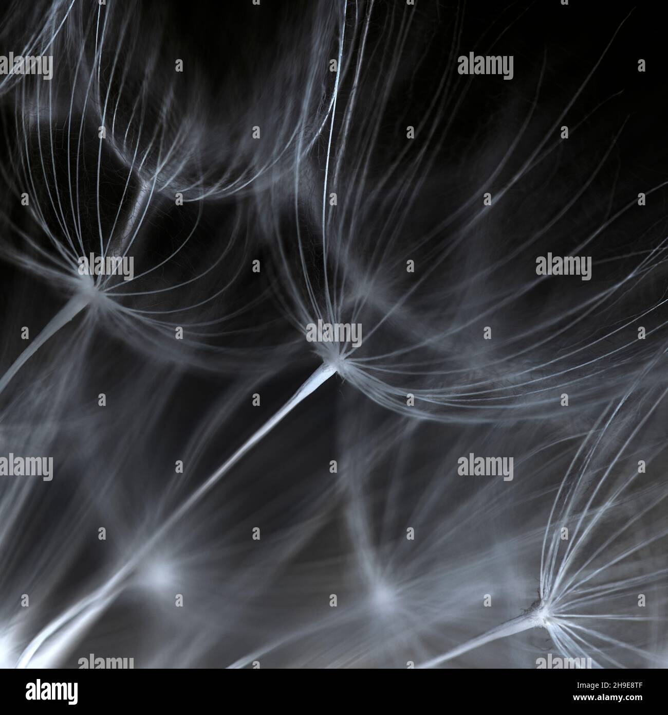 Seeds from salsify clock on black Stock Photo