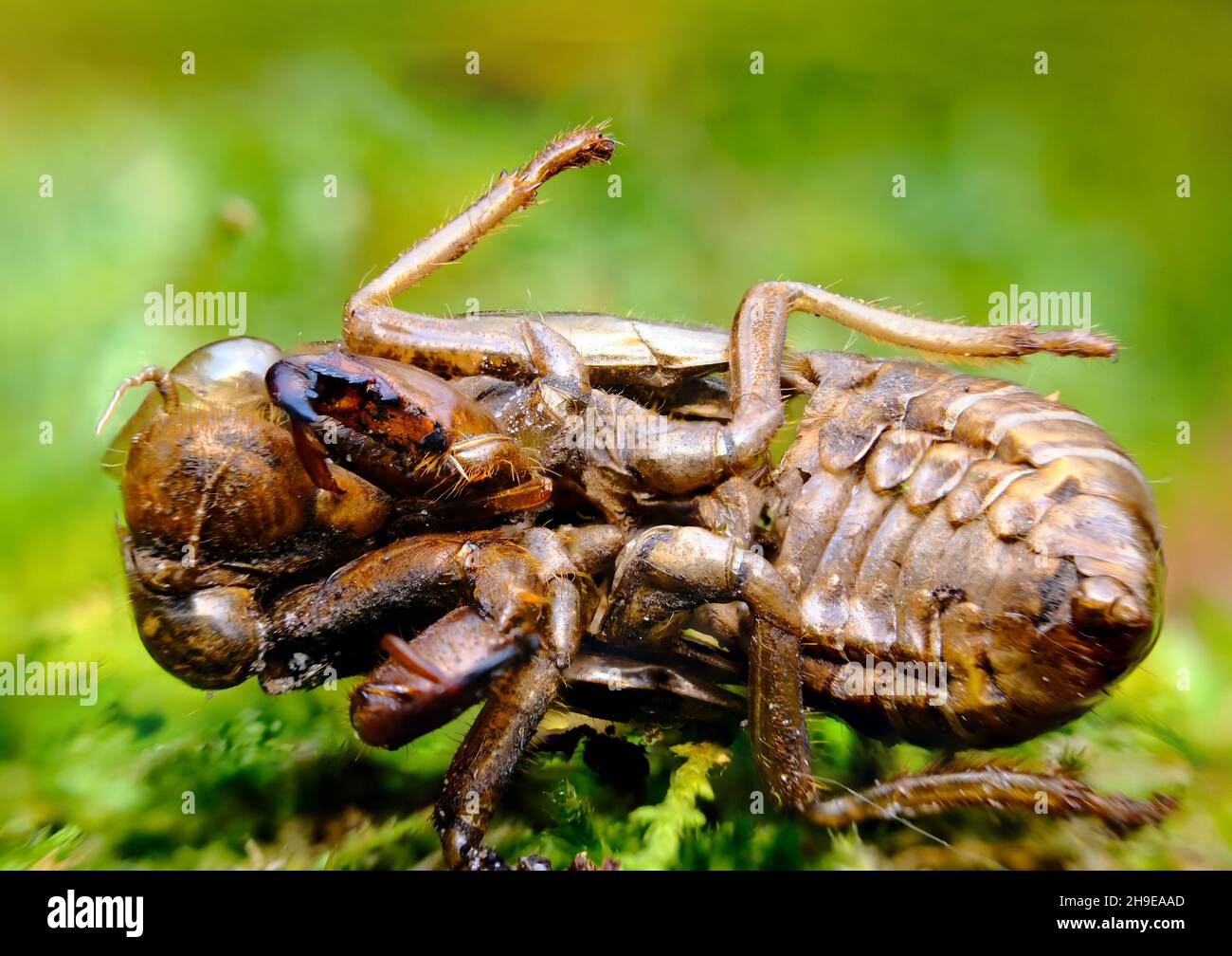 Closeup macro cicada locust exoskeleton on green moss Stock Photo