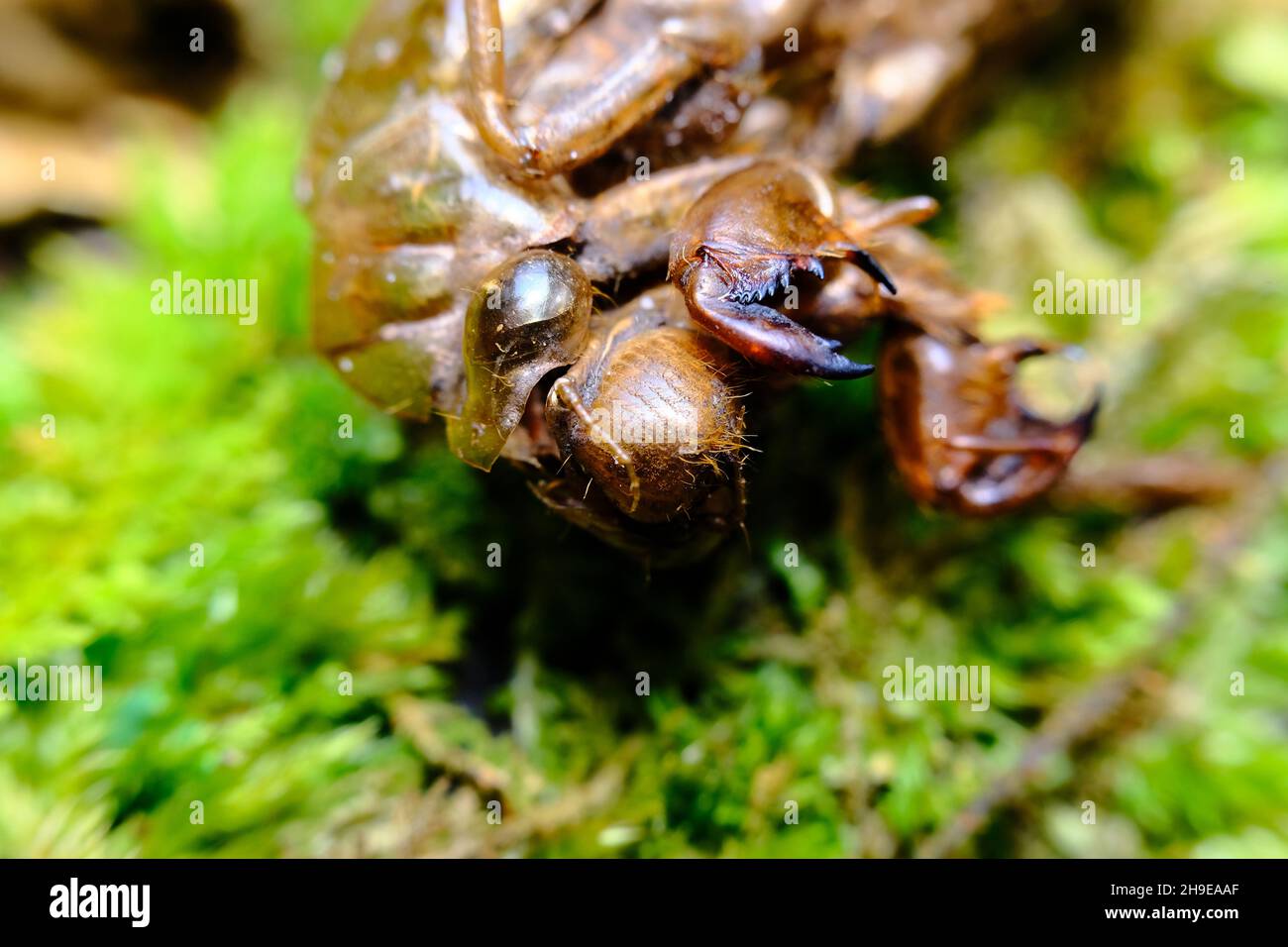 Closeup macro cicada locust exoskeleton on green moss Stock Photo