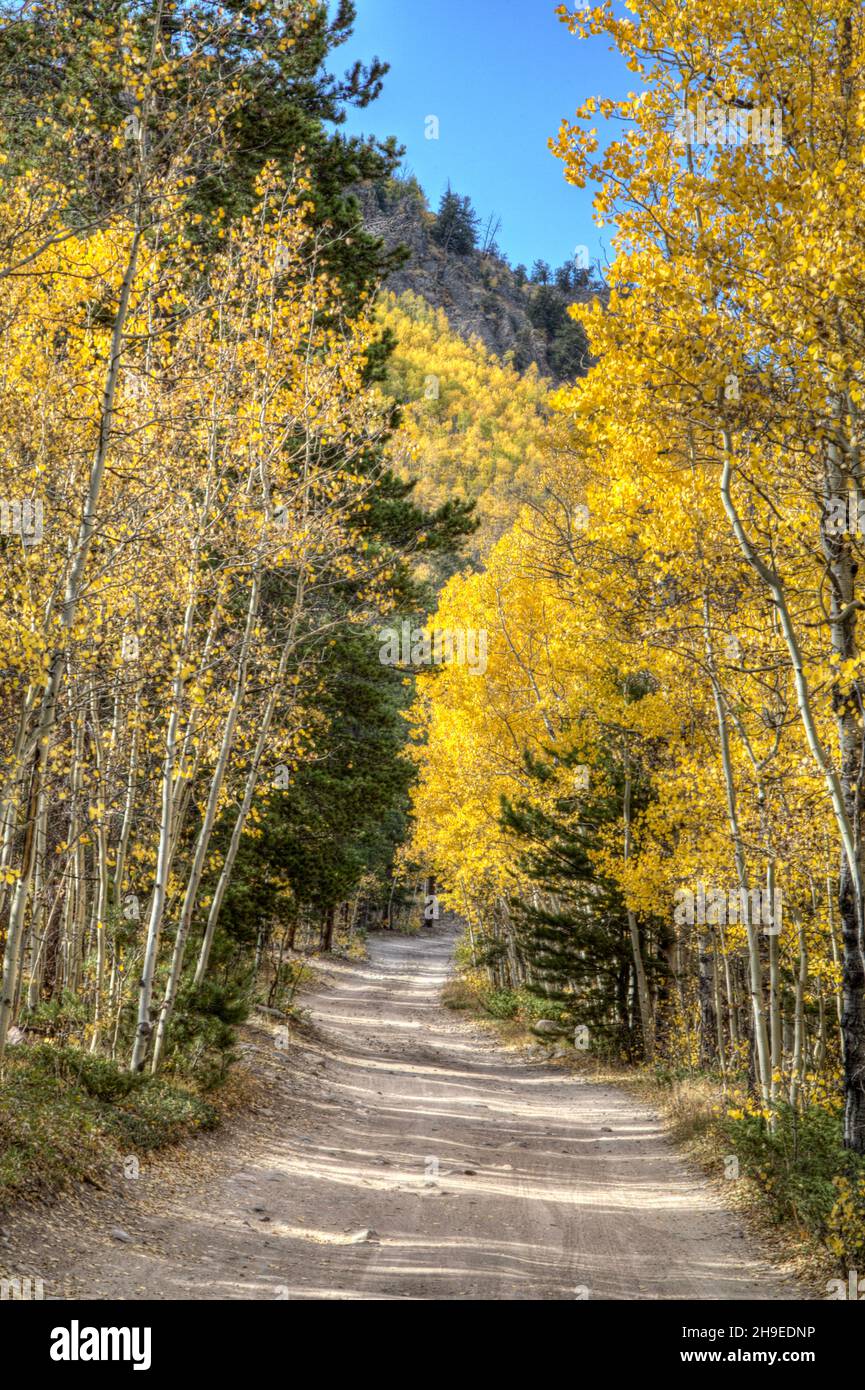 Yes, its another picture of quaking aspen trees in the mountains of Colorado, but the light on the leaves and shadows on the road are nice. Stock Photo