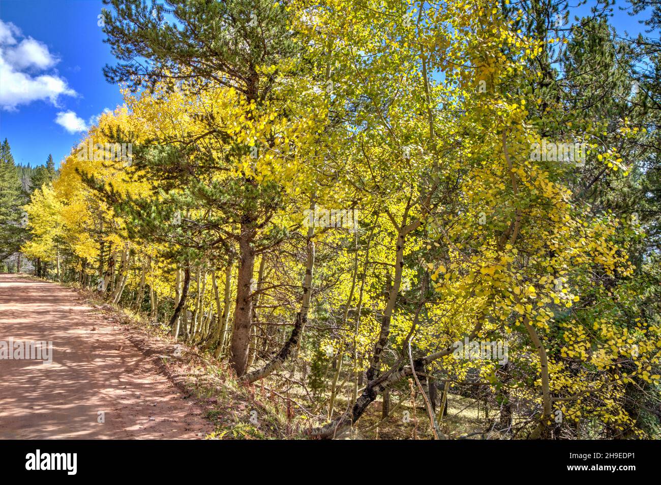 Quaking aspen trees back lit by the afternoon light border the road leading to Boreas Pass in Colorado. Stock Photo