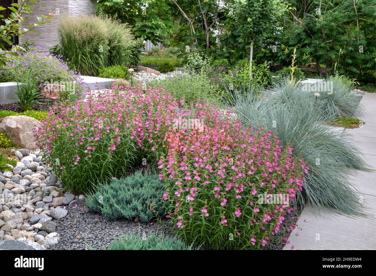 An informal garden based on the Xeriscape concept featuring Red Rocks Penstemon, Blue Oat Grass and other assorted grasses and perennials. Stock Photo