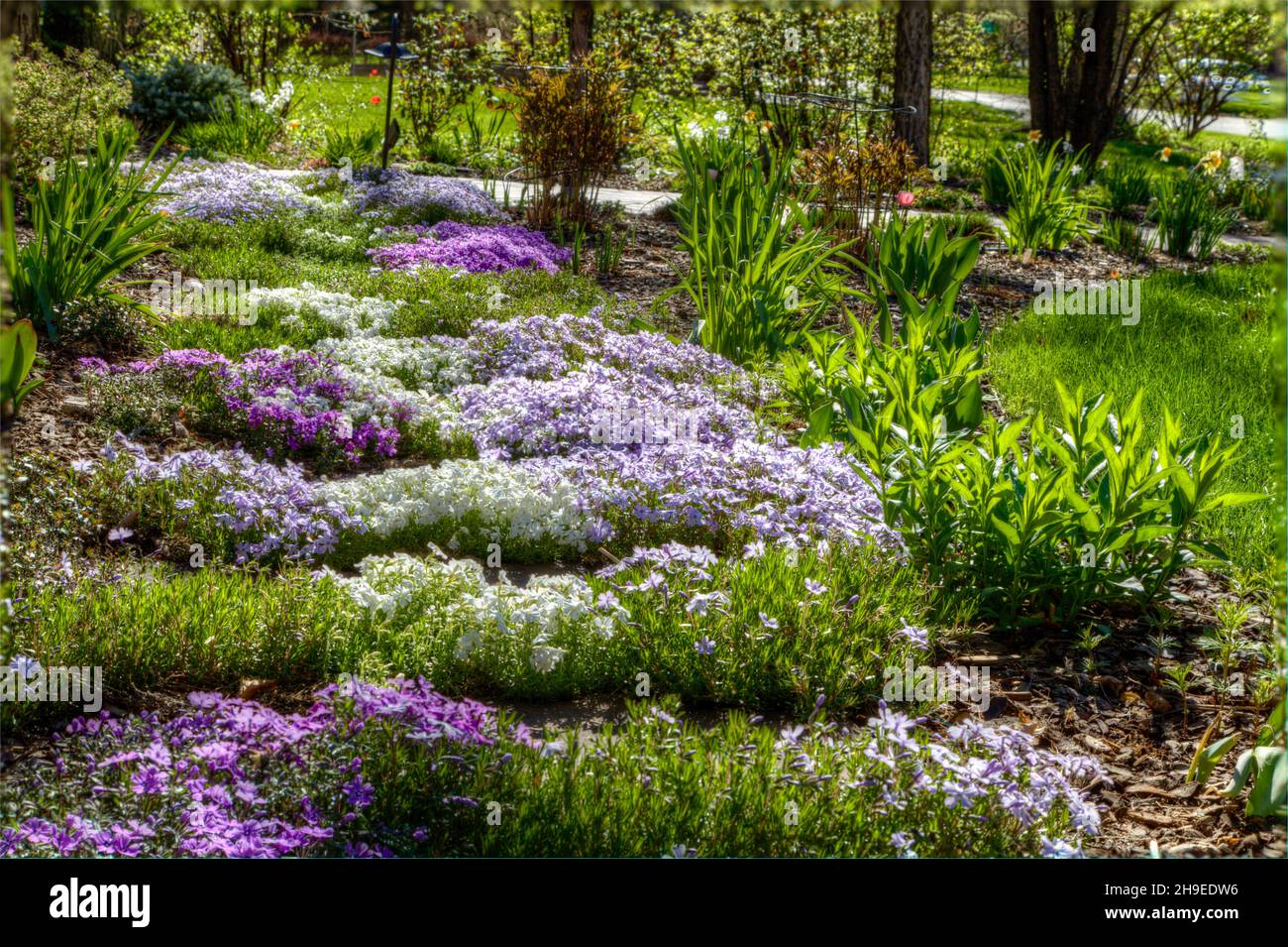 Spring flowering creeping phlox covers the empty spaces between stepping stones in this garden. Stock Photo