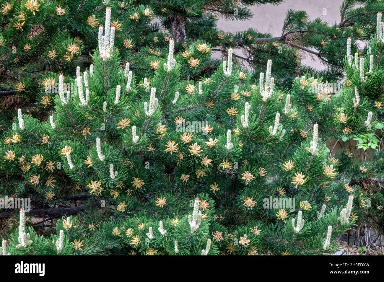 Closeup of an Austrian Pine tree producing its spring array of growth candles and flower blossoms. Stock Photo