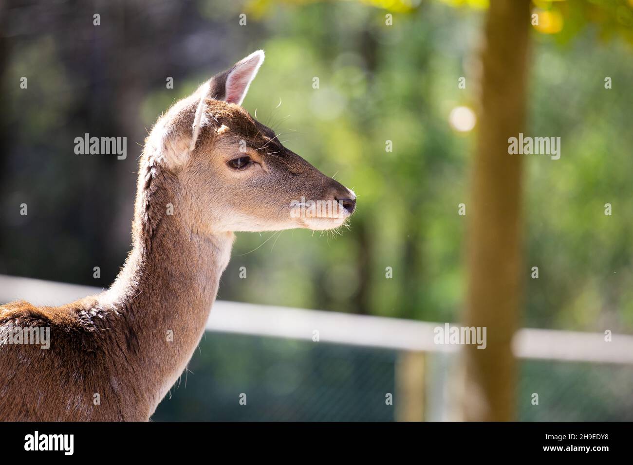 Cute fawn deer head portrait isolated on a green blurry background Stock Photo