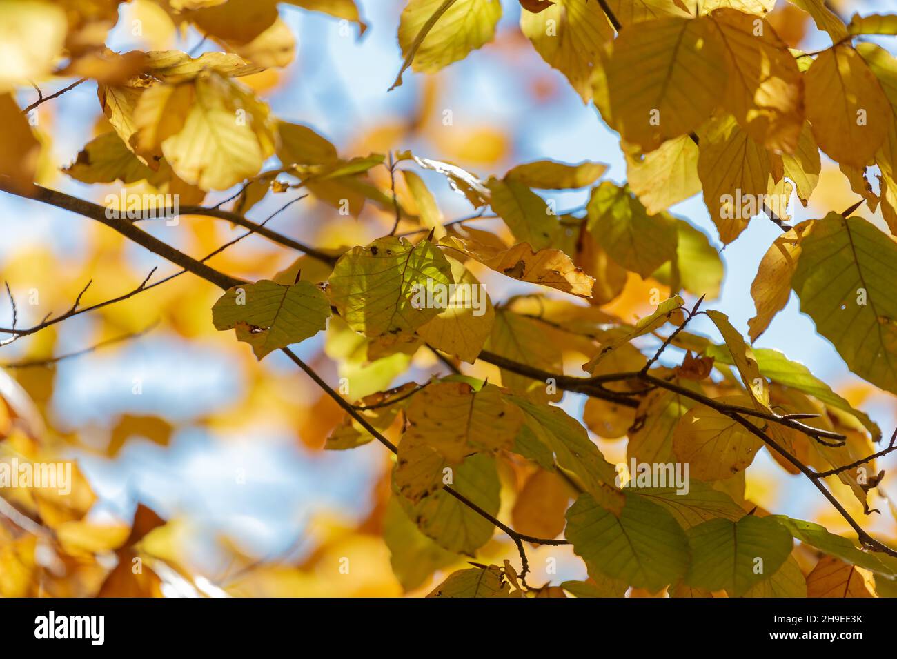 Yellow autum leaves backlit on a tree branch Stock Photo - Alamy