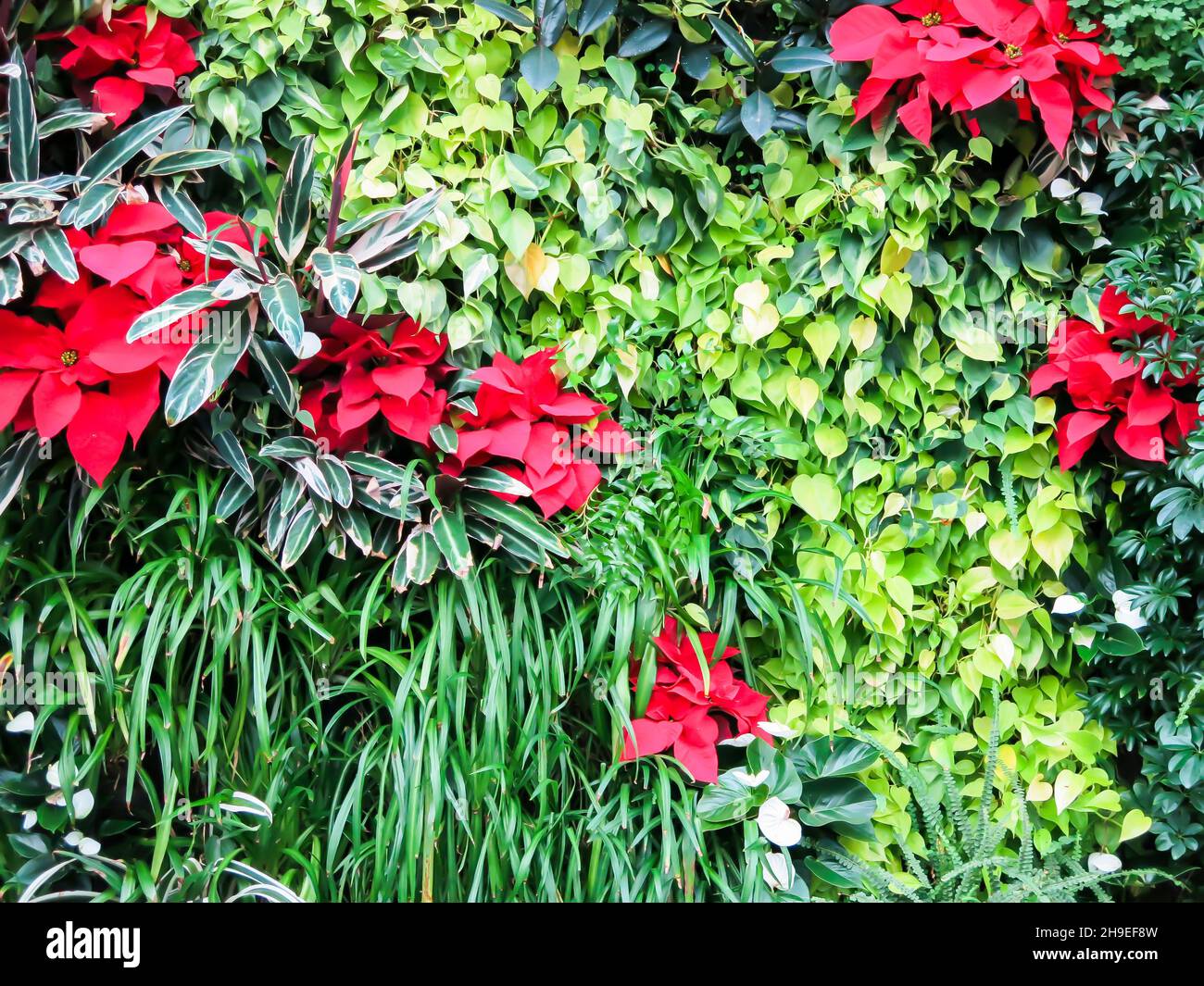 Urban Garden Wall, California Academy of Sciences, San Francisco Stock Photo