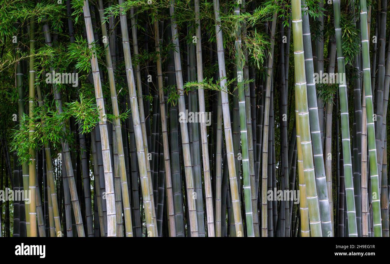 Selective focus. Stunning view of a defocused bamboo forest during a sunny day. Natural, green background with copy space. Beautiful landscape of bamb Stock Photo