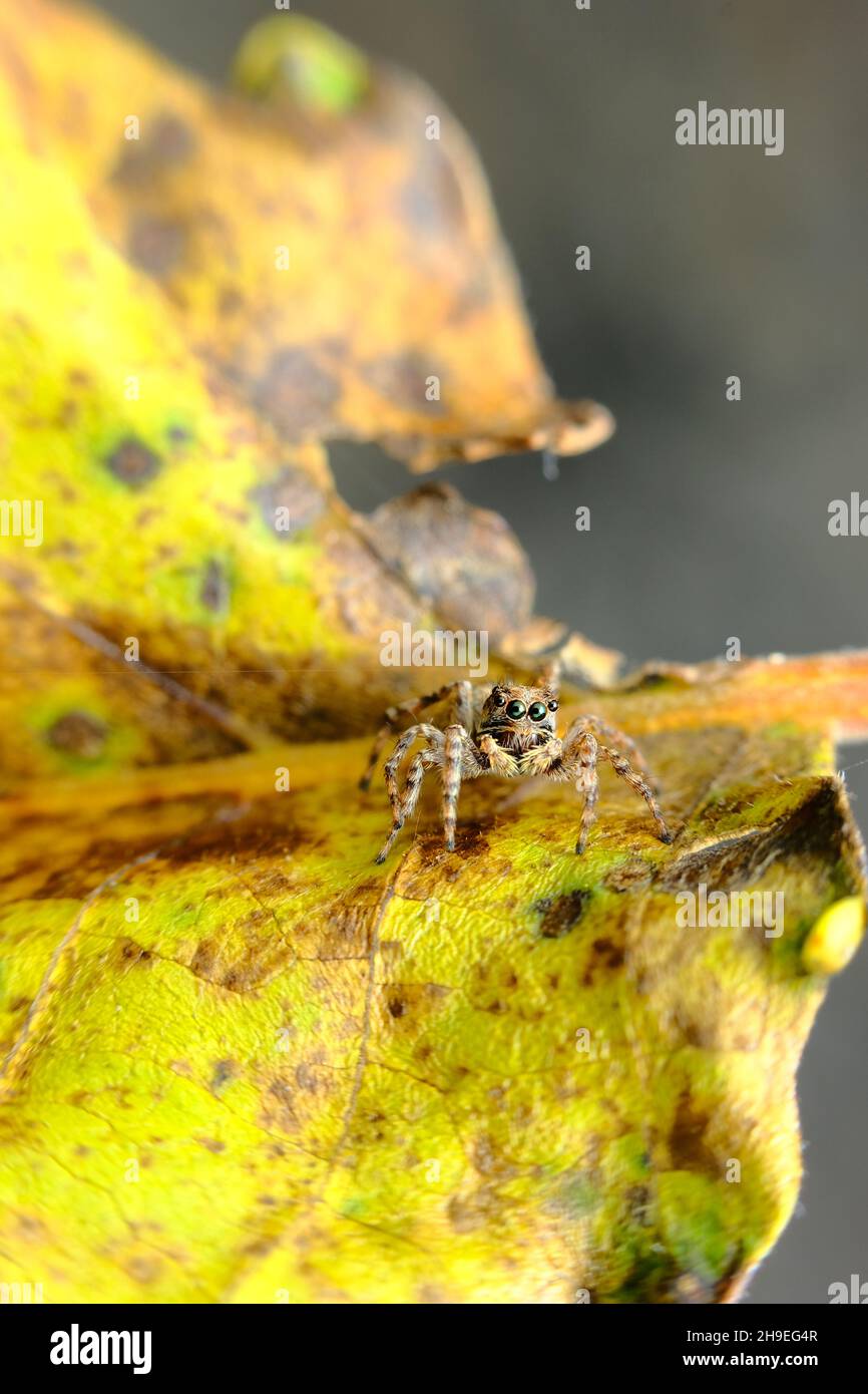 Super macro close up jumping spider on yellow leaf Stock Photo - Alamy