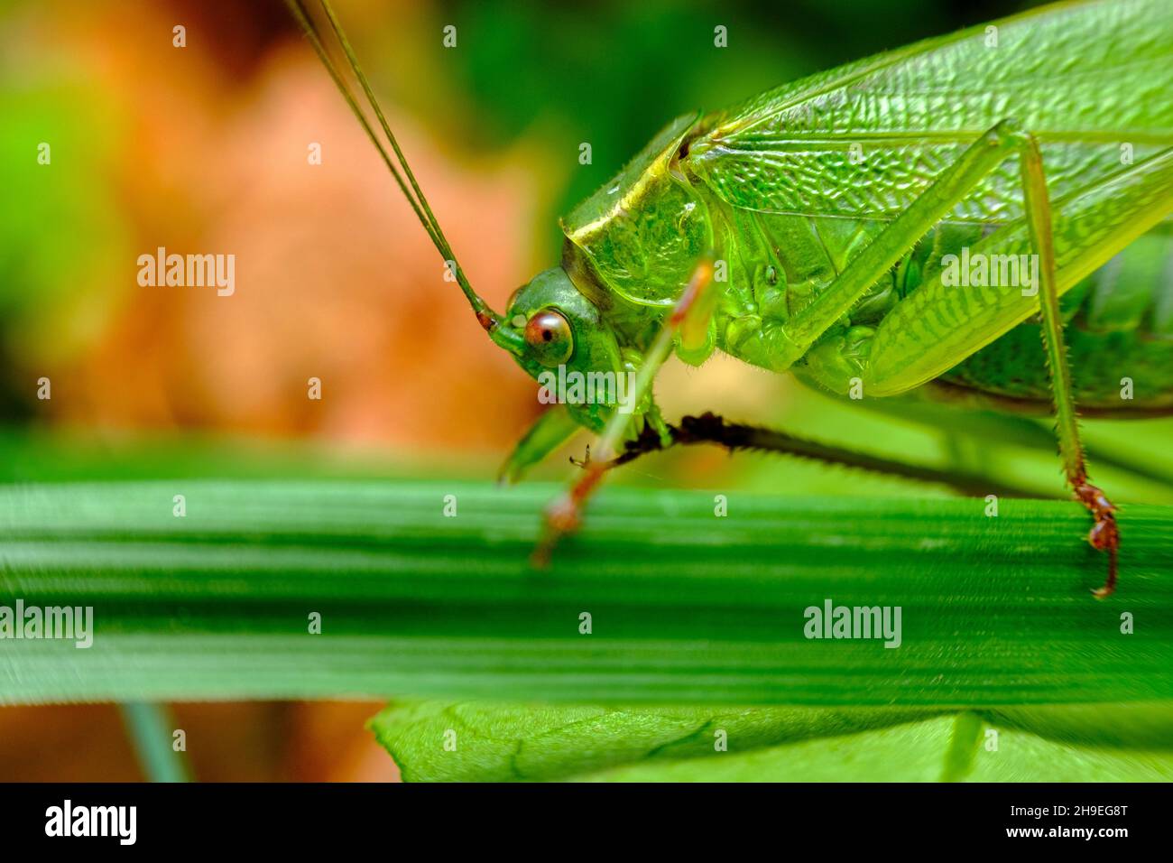 Green ForkTailed Bush Katydid exploring natural habitat Stock Photo
