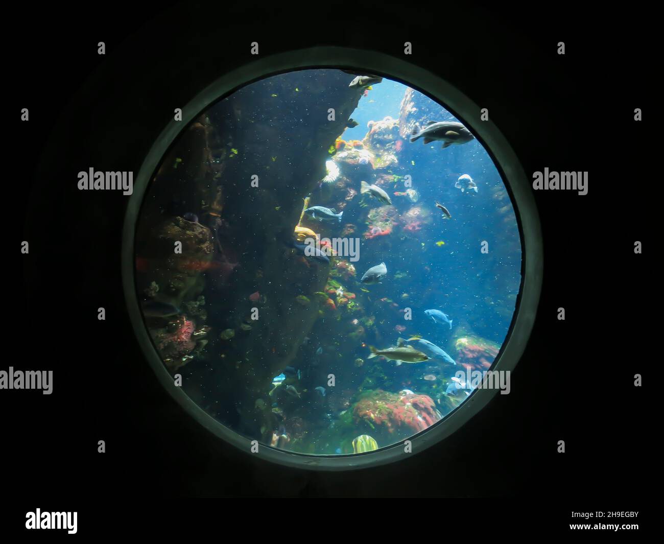 Window into Sea Life at the Steinhart Aquarium, California Academy of