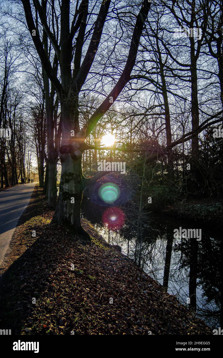 Vertical shot of the sun shining through forest trees Stock Photo - Alamy