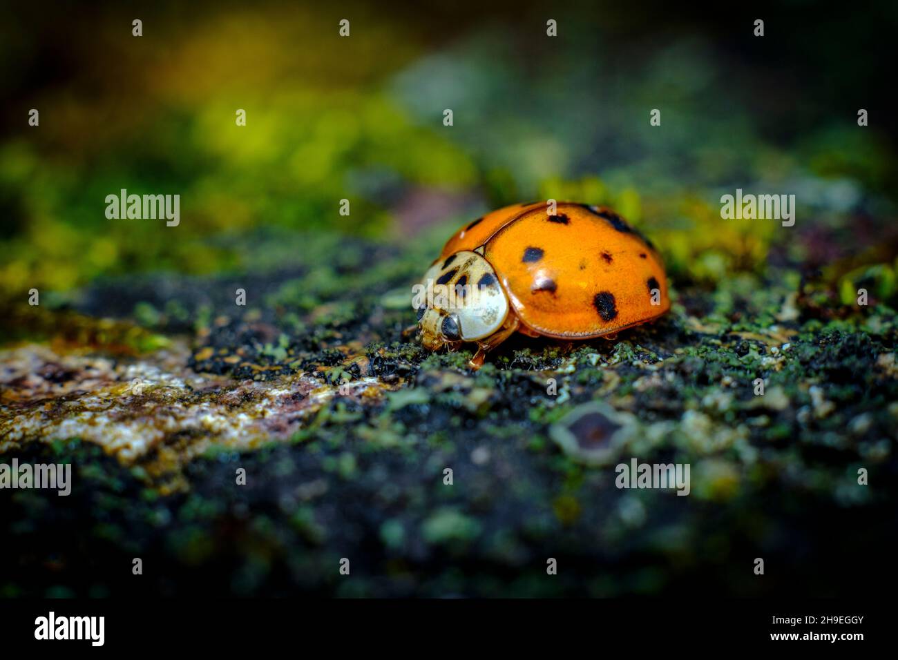 Invasive species Asian ladybeetle crawling on forest floor Stock Photo
