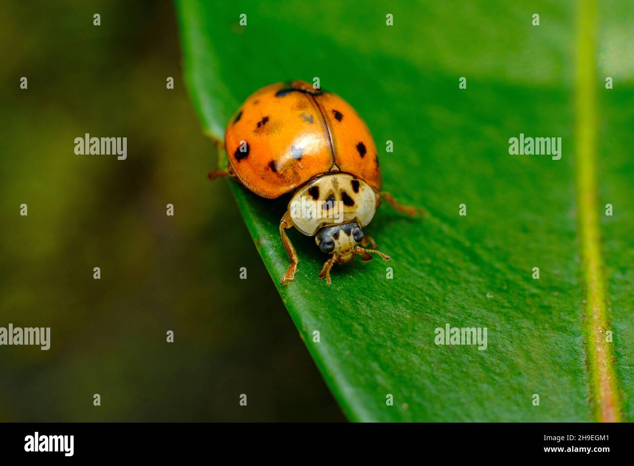 Invasive species Asian ladybeetle crawling on forest floor Stock Photo