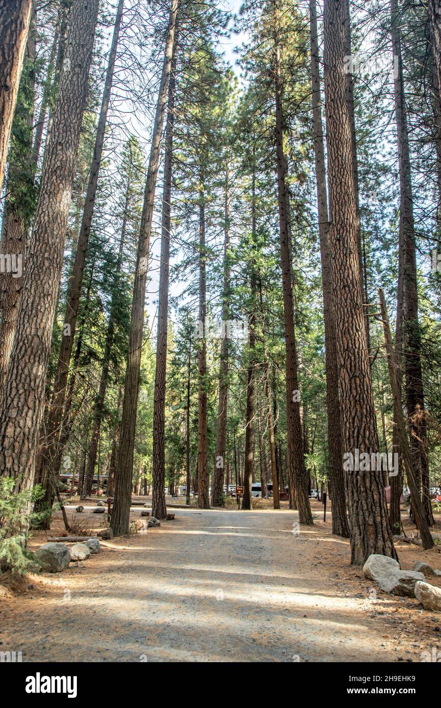 A pth leading through Curry Village in Yosemite Valley, California Stock Photo Alamy