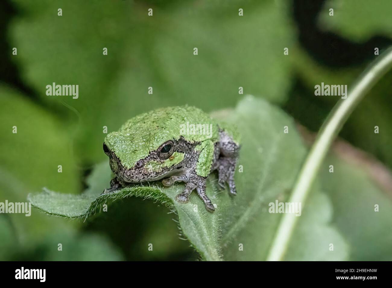 Tree frog sitting leaf hires stock photography and images Alamy