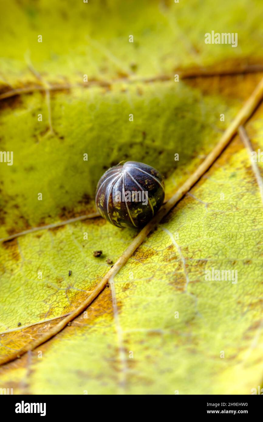 Macro purple Roly Poly pill bug rolled up in protective ball Stock Photo