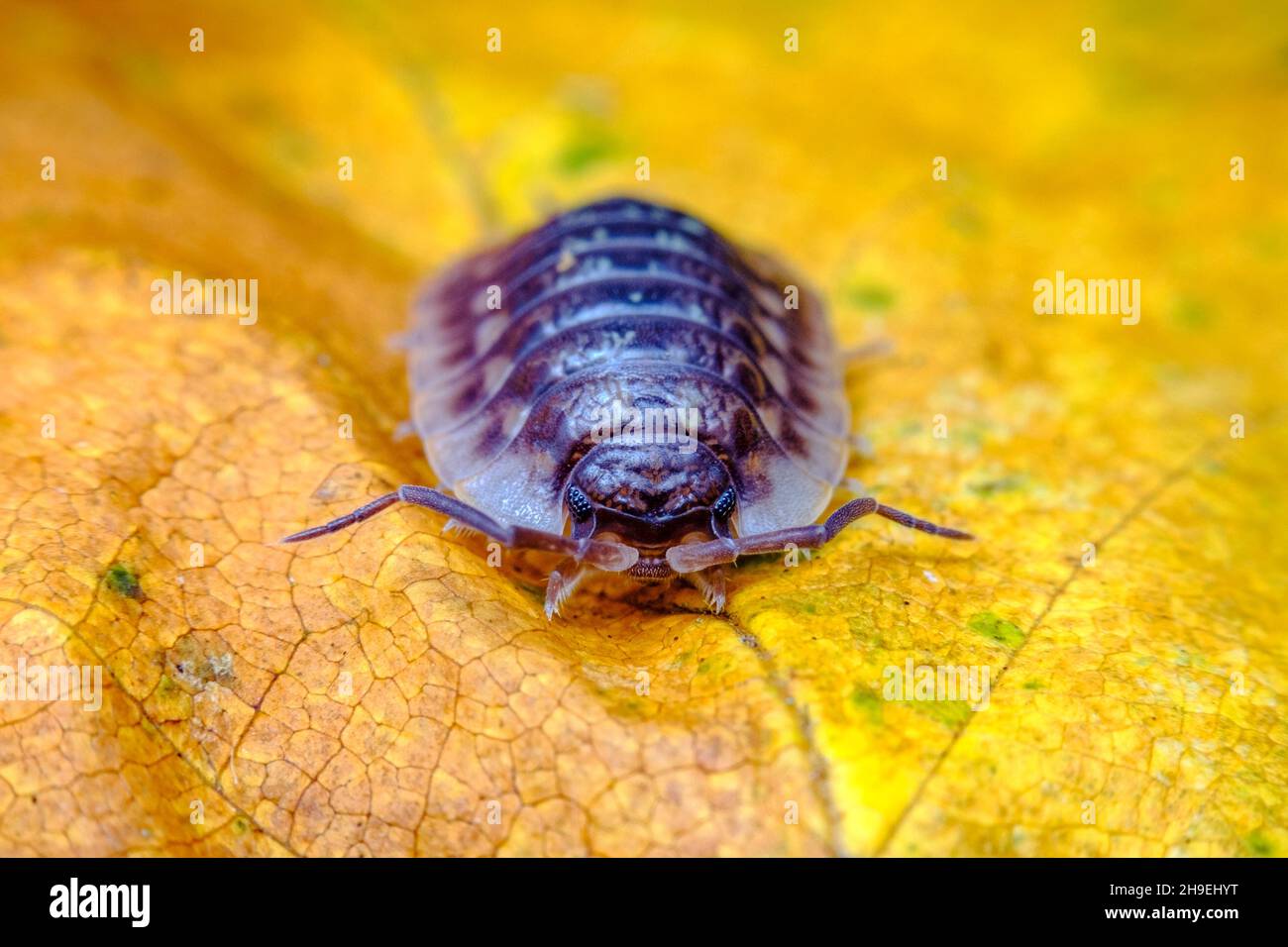Purple Roly Poly pill bug also known as a woodlouse in natural habitat Stock Photo Alamy