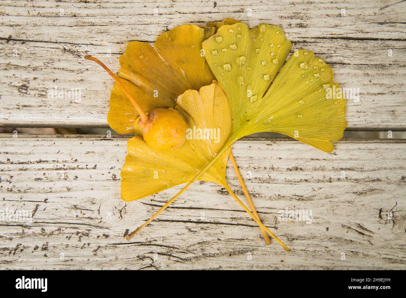 Ginkgo biloba, maidenhair tree, leaf, seed, autumn, Pruhonice Park, Pruhonice, Czech Republic, on Wednesday, December 1st, 2021.  (CTK Photo/Libor Soj Stock Photo