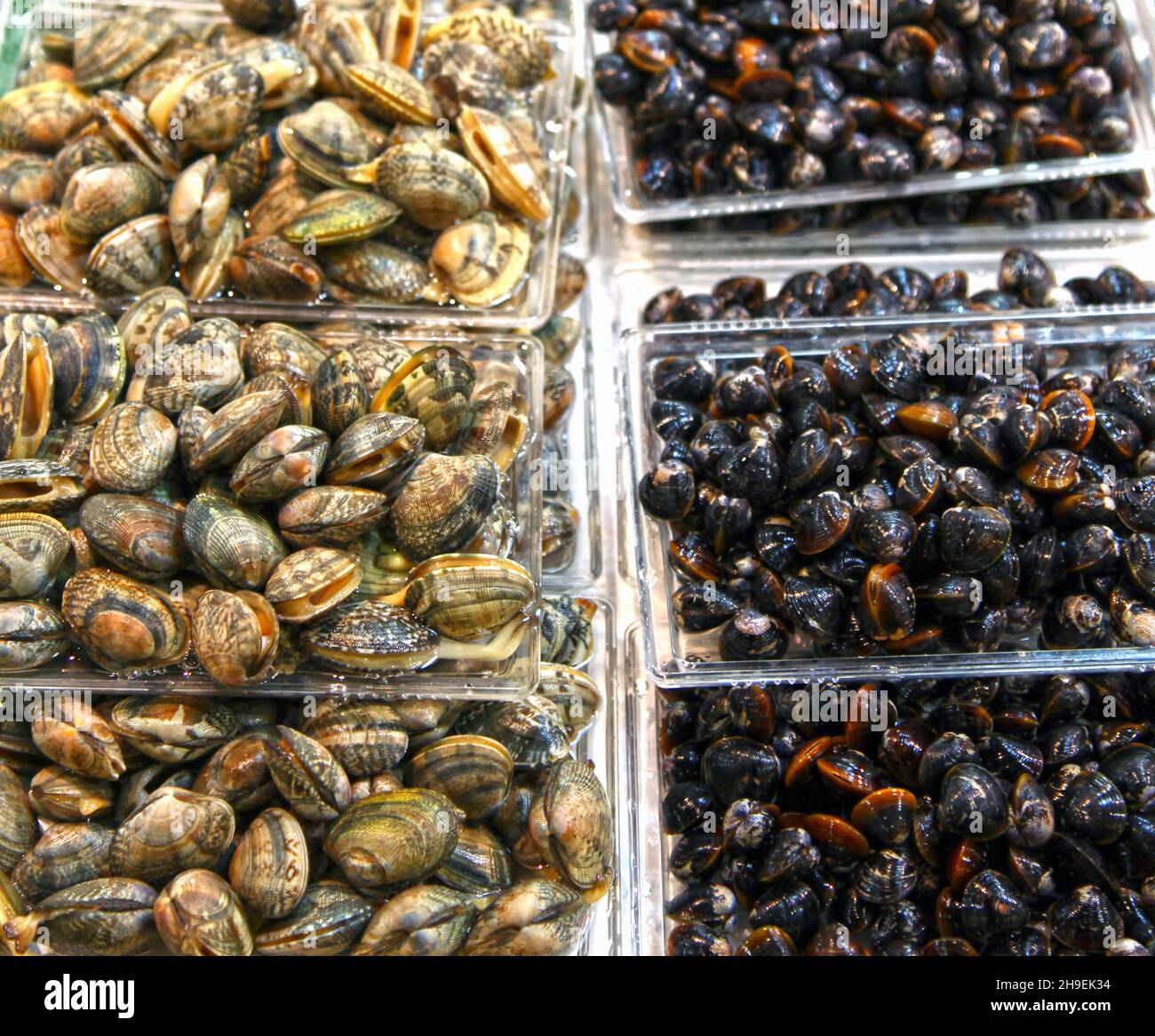 Fresh clams and black clams at one of the outer seafood markets in Tsukiji, Tokyo, Japan Stock