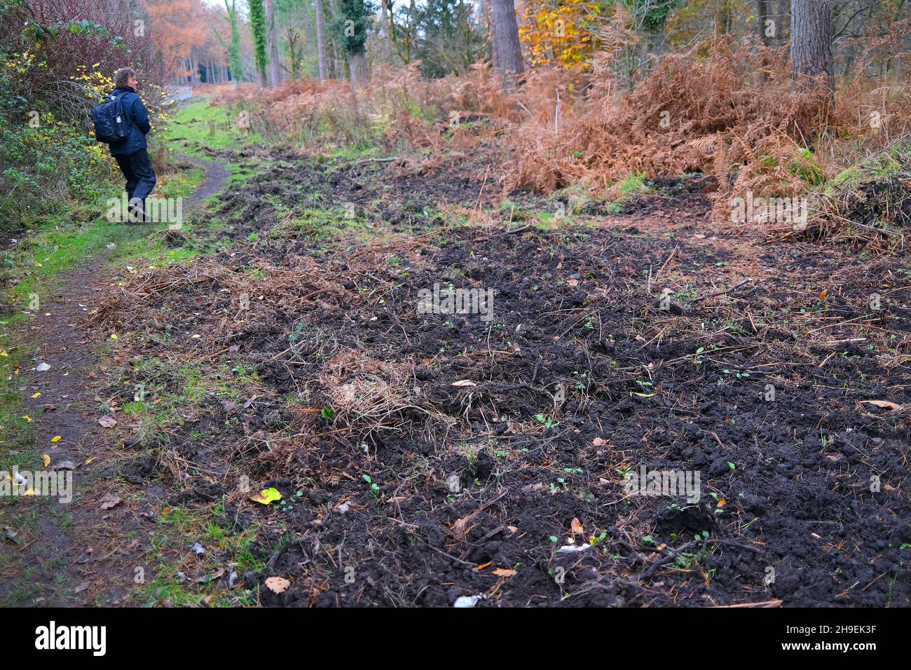 November 2021 - Evidence of wild boar foraging in the Forest of Dean, Gloucestershire, England, UK, Stock Photo