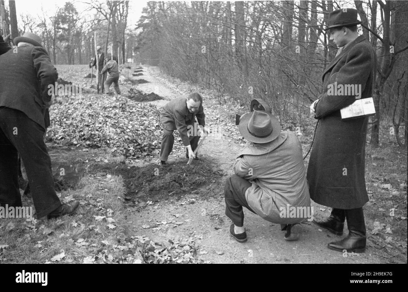 Warszawa, 1947-11. Prezydent Boles³aw Bierut bierze udzia³ w spo³ecznej akcji jesiennego sadzenia drzew w Parku Natoliñskim. Z prawej operatorzy Polskiej Kroniki Filmowej (PKF): W³adys³aw Forbert (z kamer¹) i Mieczys³aw Wiesio³ek. po/mgs  PAP    Dok³adny dzieñ wydarzenia nieustalony.      Warsaw, Nov. 1947. President Boleslaw Bierut takes part in the autumn social action of tree planting in the Natolinski Park. From right cameramen of the Polish newsreel Wladyslaw Forbert and Mieczyslaw Wiesiolek.  po/mgs  PAP Stock Photo