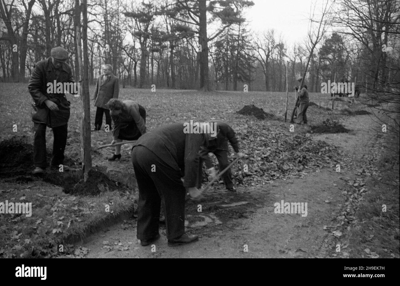 Warszawa, 1947-11. Prezydent Boles³aw Bierut bierze udzia³ w spo³ecznej akcji jesiennego sadzenia drzew w Parku Natoliñskim. Nz. m.in. sekretarka prezydenta Wanda Górska.  po/mgs  PAP    Dok³adny dzieñ wydarzenia nieustalony.      Warsaw, Nov. 1947. President Boleslaw Bierut takes part in the autumn social action of tree planting in the Natolinski Park. Among others president's personal assistant Wanda Gorska.  po/mgs  PAP Stock Photo