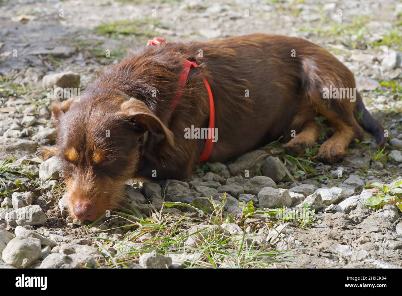 small hunting dog in nature looking to is owner. Stock Photo