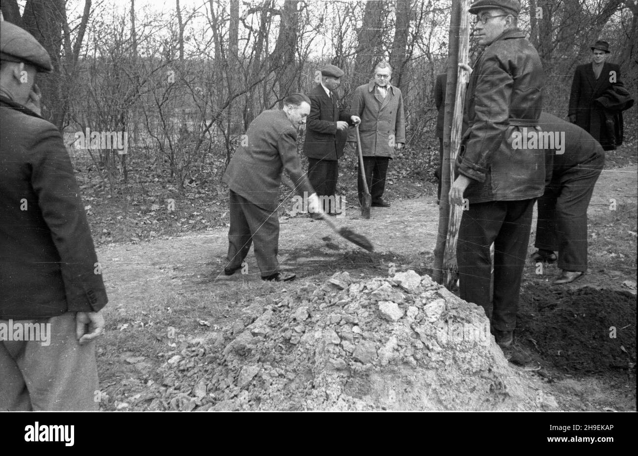 Warszawa, 1947-11. Prezydent Boles³aw Bierut (2L) bierze udzia³ w spo³ecznej akcji jesiennego sadzenia drzew w Parku Natoliñskim. po/mgs PAP Dok³adny dzieñ wydarzenia nieustalony. Warsaw, Nov. 1947. President Boleslaw Bierut (2nd left) taking part in an autumn tree planting social campaign in Natolin Park. po/mgs PAP Stock Photo