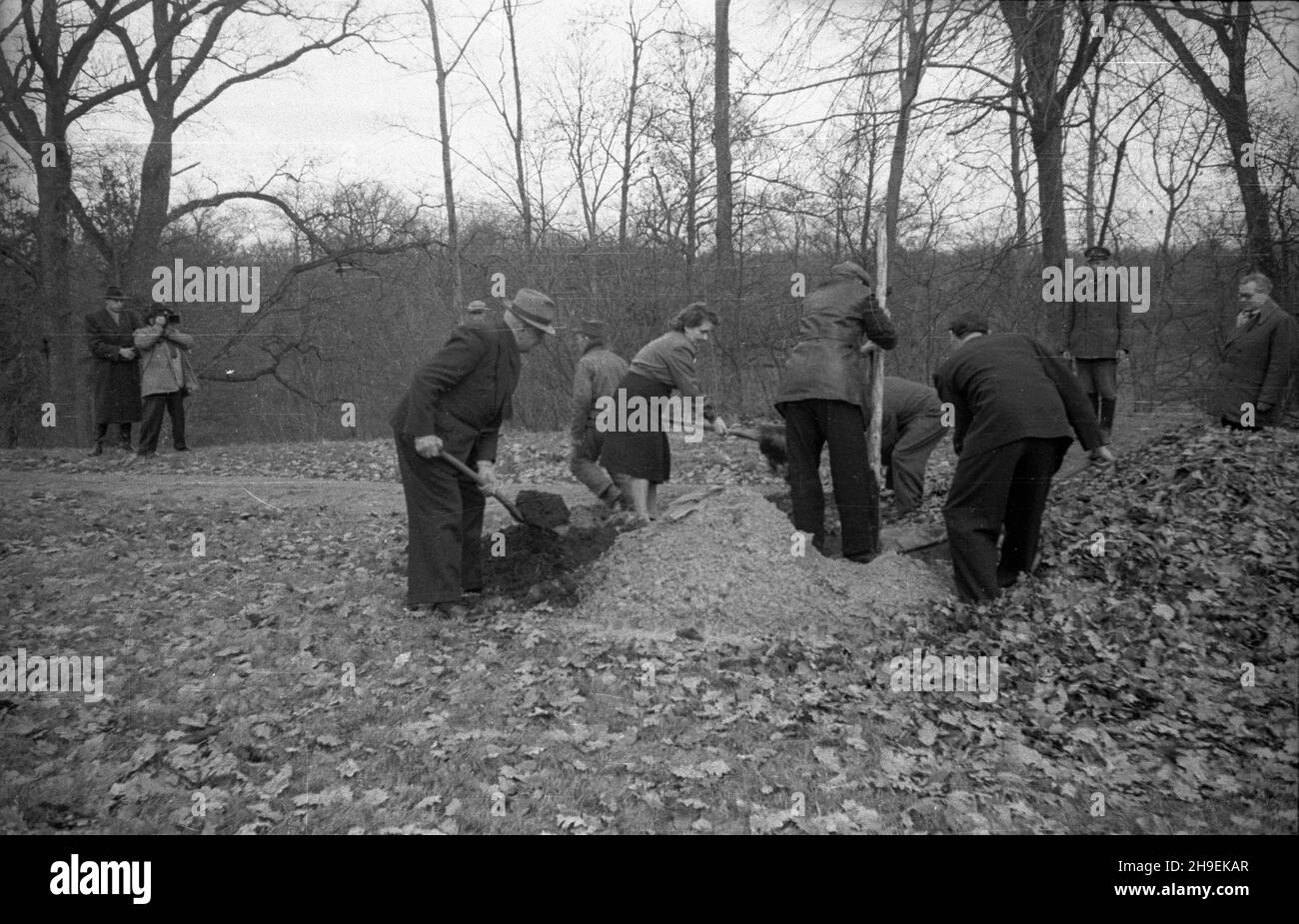 Warszawa, 1947-11. Prezydent Boles³aw Bierut bierze udzia³ w spo³ecznej akcji jesiennego sadzenia drzew w Parku Natoliñskim. Nz. m.in. sekretarka prezydenta Wanda Górska. Z lewej ekipa Polskiej Kroniki Filmowej rejestruje akcjê. po/mgs  PAP    Dok³adny dzieñ wydarzenia nieustalony.      Warsaw, Nov. 1947. President Boleslaw Bierut taking part in an autumn tree planting social campaign in Natolin Park. Pictured: the president's secretary Wanda Gorska. On the left Polish Newsreel cameramen filming.  po/mgs  PAP Stock Photo