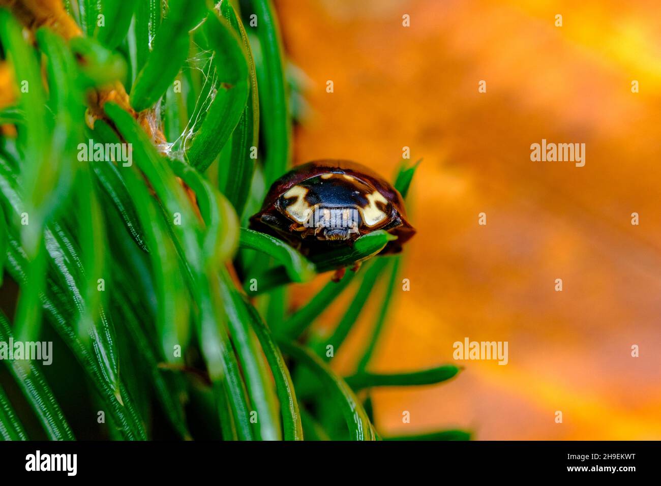 Close up macro adult black lady bug climbing pine tree Stock Photo
