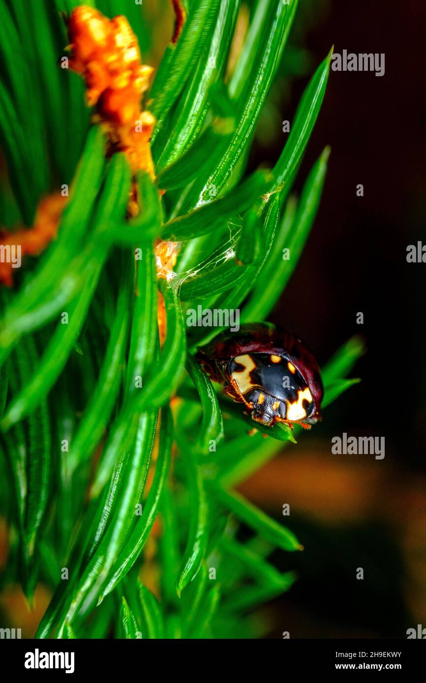 Close up macro adult black lady bug climbing pine tree Stock Photo