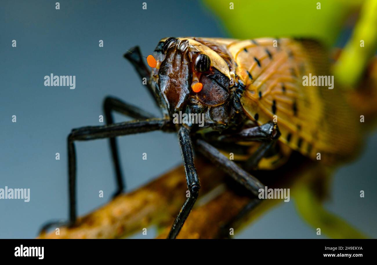 Invasive species large scary Spotted Lanternfly Lycorma Delicatula exploring environment Stock Photo