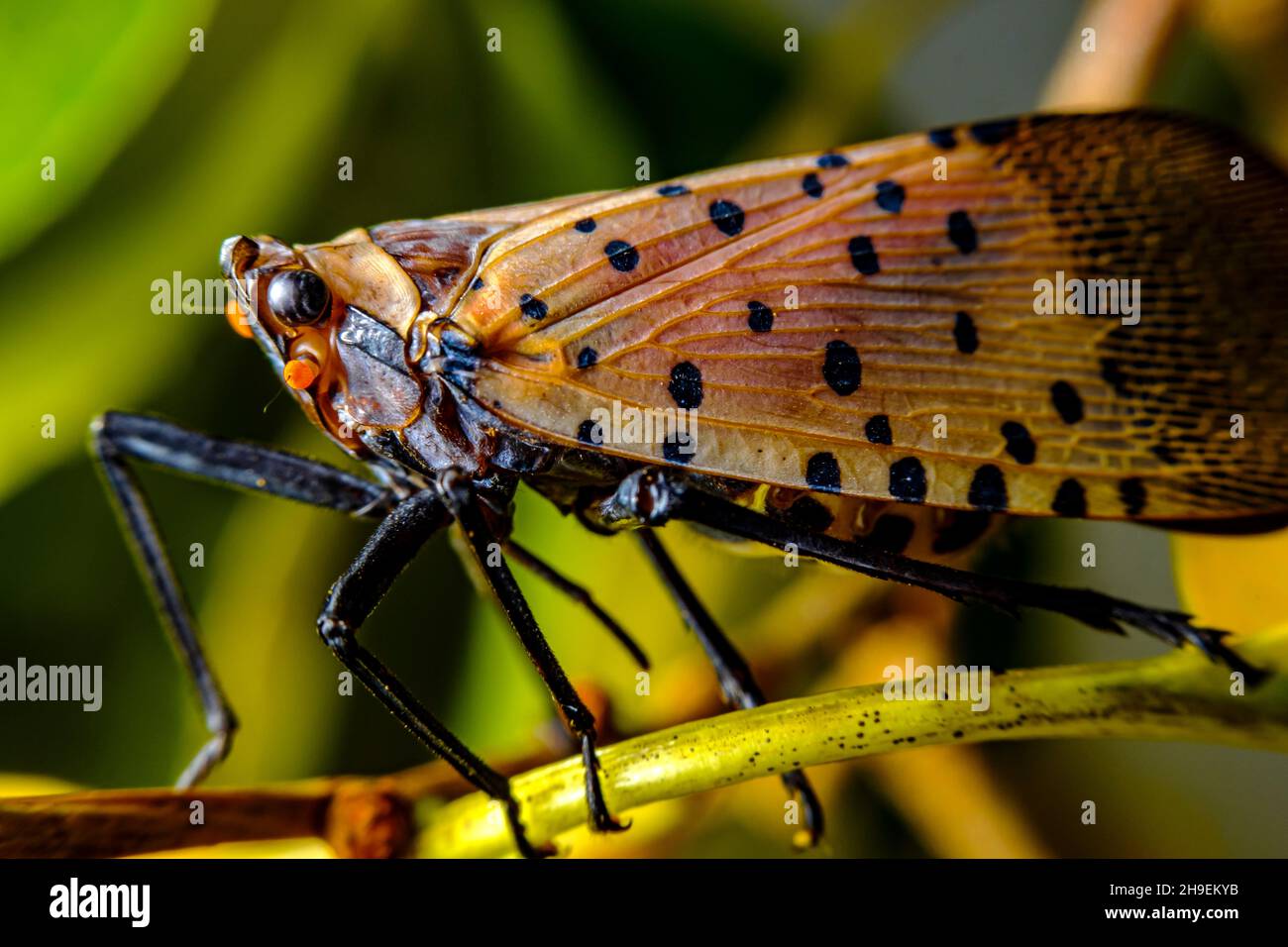 Invasive species large scary Spotted Lanternfly Lycorma Delicatula exploring environment Stock Photo