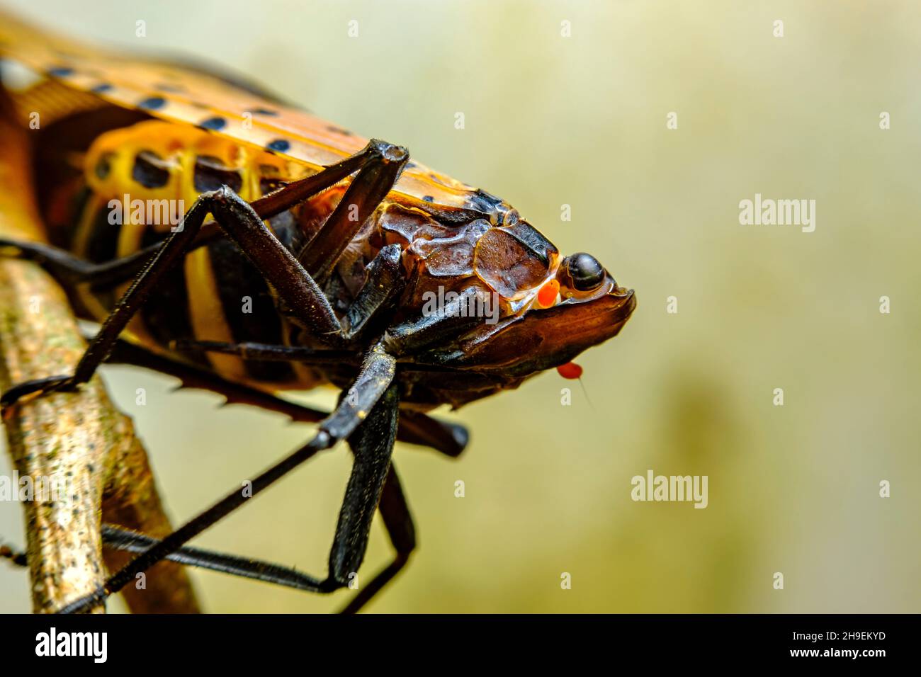 Invasive species large scary Spotted Lanternfly Lycorma Delicatula exploring environment Stock Photo
