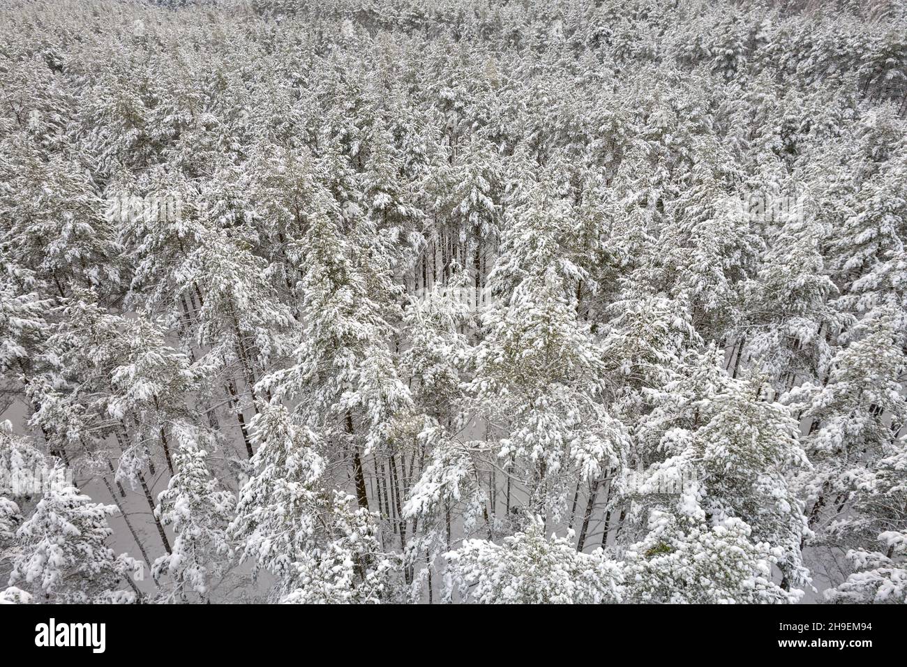 Aerial view of frosty white winter pine forests and birch groves ...