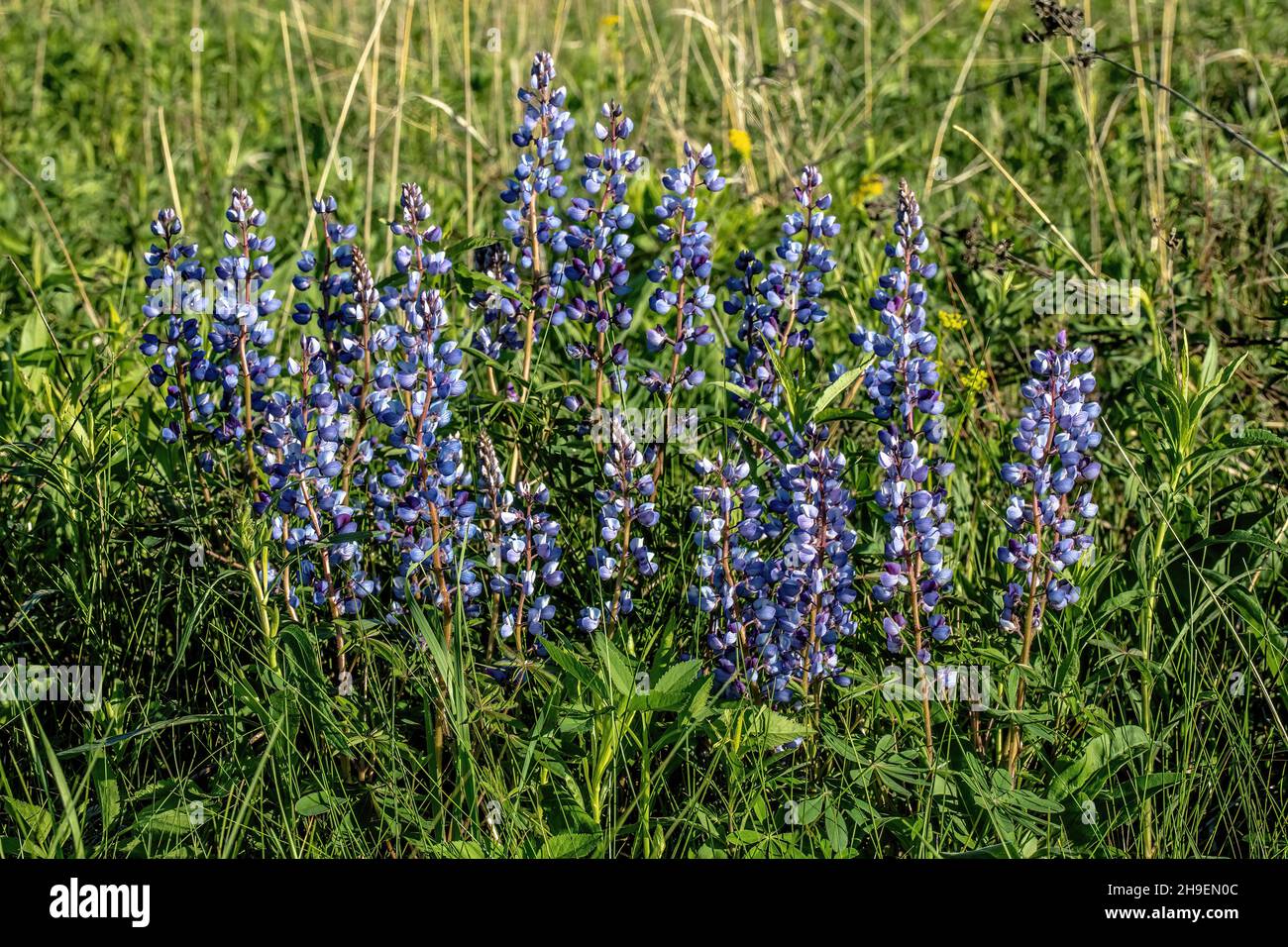 Lupines growing wild in a field in the springtime near Osceola, Wisconsin USA. Stock Photo