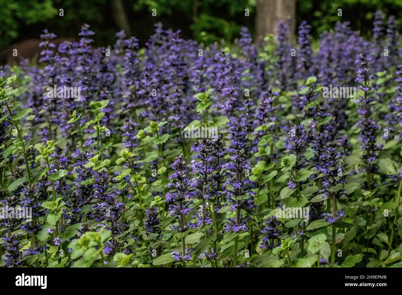 Creeping bugleweed groundcover blooming in a springtime garden in St. Croix Falls, Wisconsin USA Stock Photo