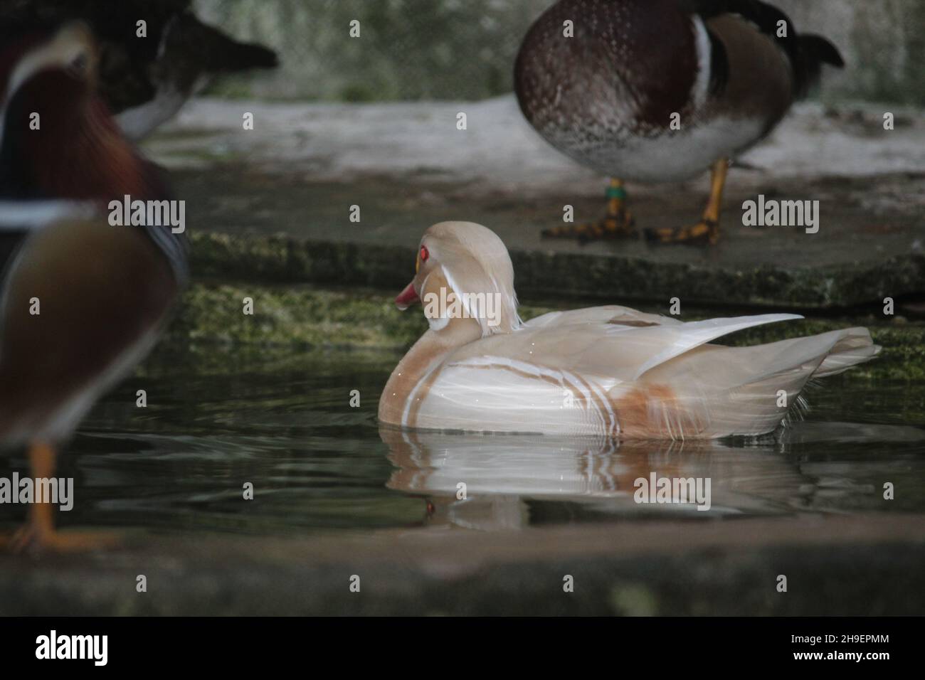Albino mandarin duck floating in the pond Stock Photo Alamy