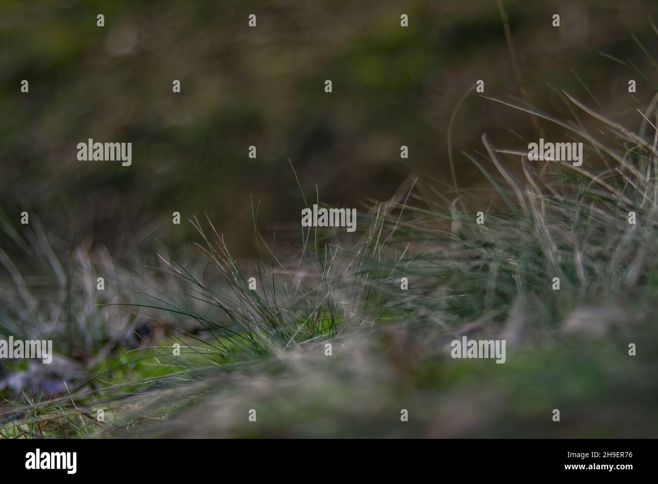Closeup shot of green grass growing in the forest against a blurred ...