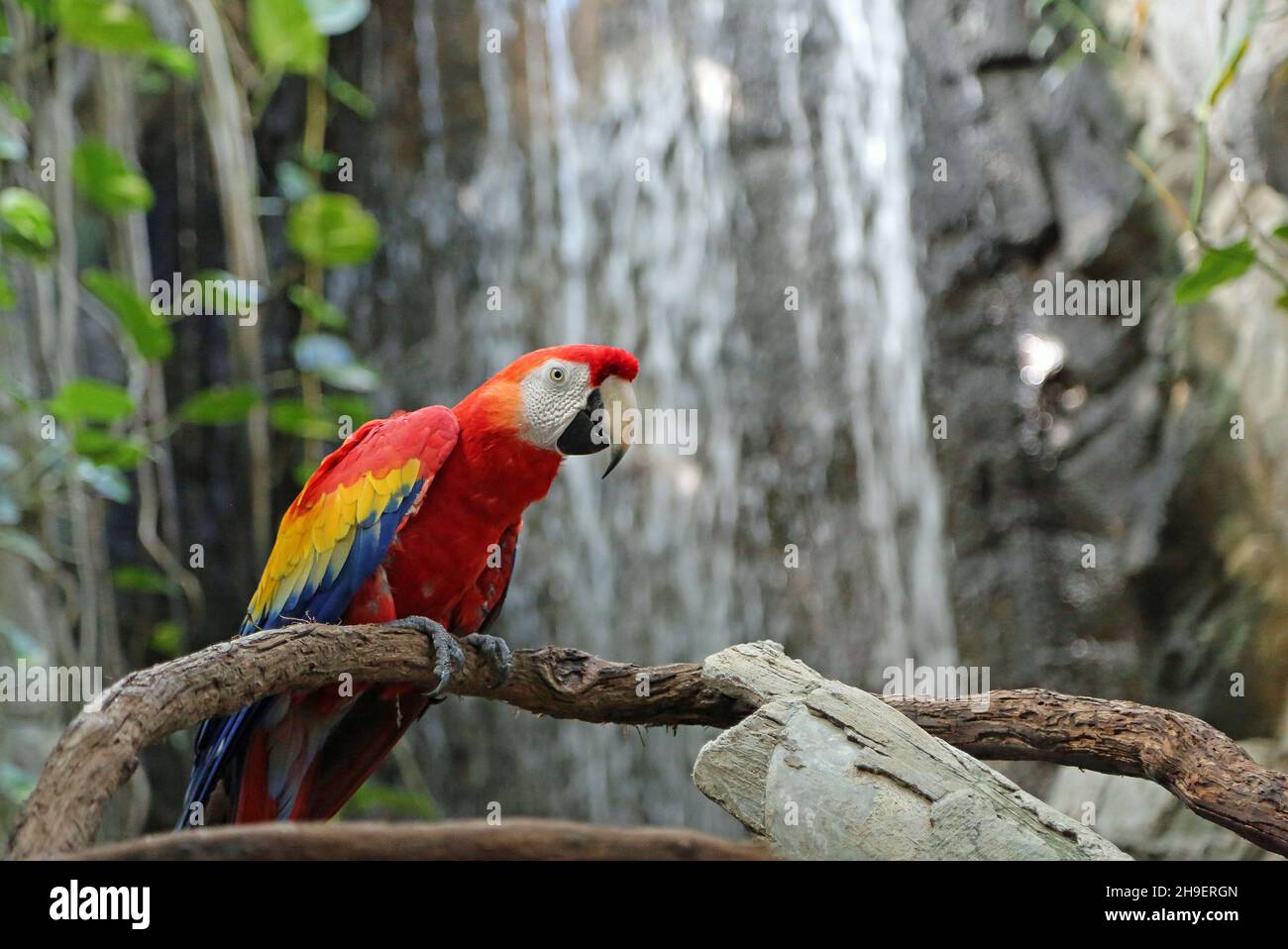 Image showcasing Scarlet macaw and waterfall Stock Photo - Alamy