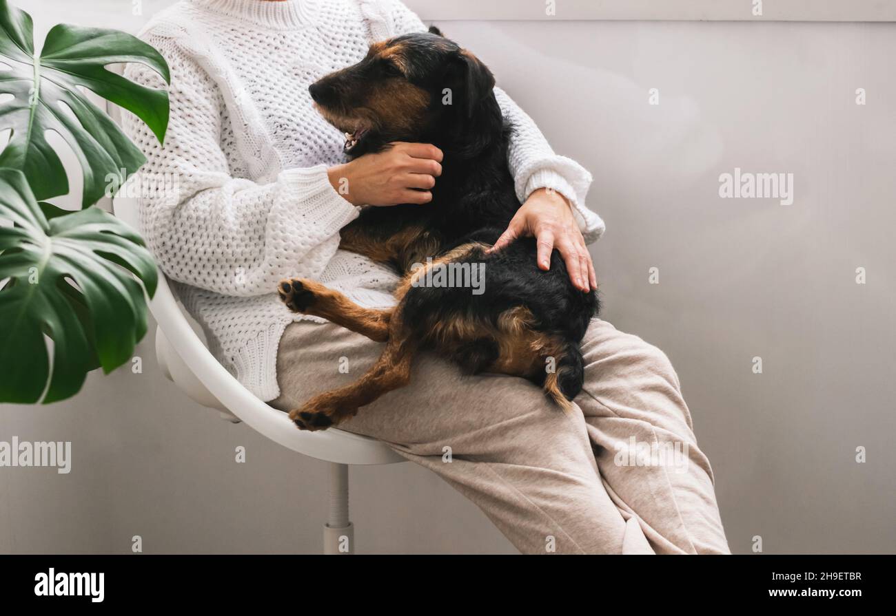 The woman sits in a comfortable armchair and holds a pet, dog, in her arms. Human-animal relationship concept, care and maintenance Stock Photo