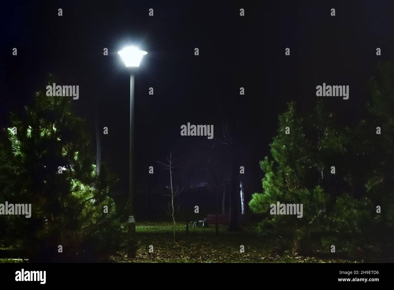 Bright light of lantern in park illuminates small pine trees in the dark of a night Stock Photo