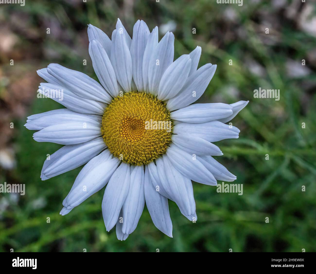 Closeup of an ox eye daisy which is an edible and medicinal plant. Stock Photo