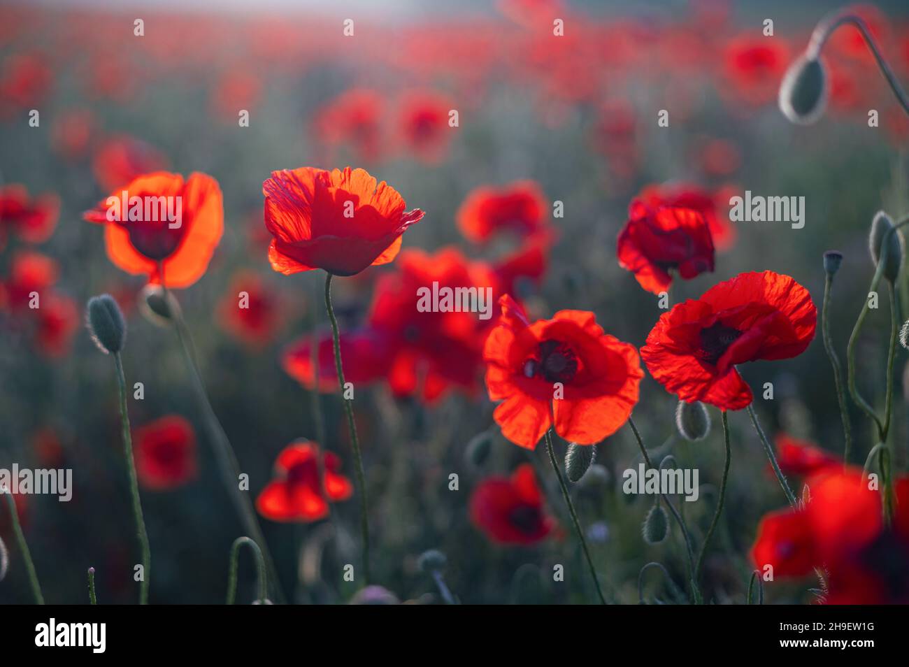 Red poppies close up hi-res stock photography and images - Alamy