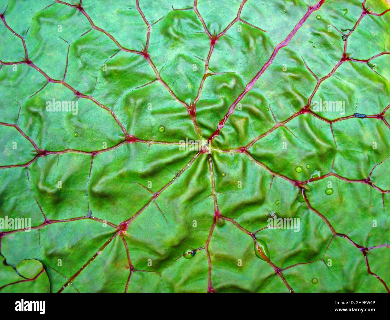 Leaf texture detail (Euryale ferox) Stock Photo